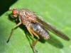 Dryomyza flaveola